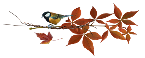 őszi állatok_57.png